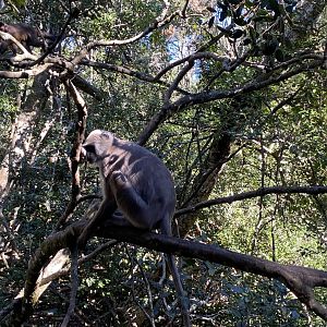 Hanuman langur on a branch