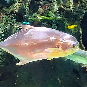 Florida Pompano - July 2025