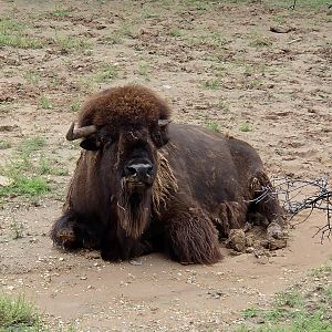 American Bison - Cameron Park Zoo