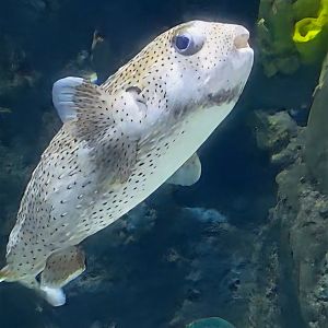 Spot-fin porcupinefish - Cameron Park Zoo