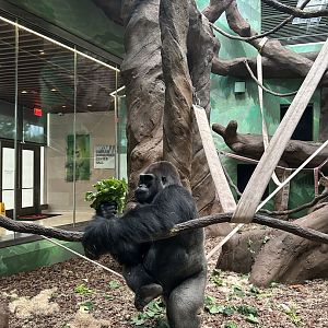 Gorilla Conservation Center- Jontu