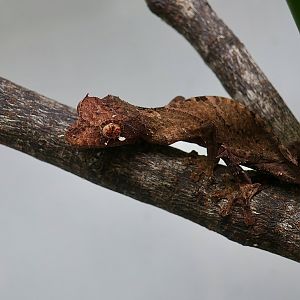 Fierenana Leaf-Tailed Gecko (Uroplatus fiera) - The Gecko Gallery NYC