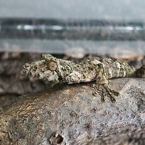 Super Mossy Leaf-Tailed Gecko (Uroplatus sameiti) - The Gecko Gallery NYC