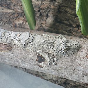 Mossy Leaf-Tailed Gecko (Uroplatus sikorae) - The Gecko Gallery NYC