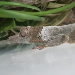 Henkel's Leaf-Tailed Gecko (Uroplatus henkeli) - The Gecko Gallery NYC