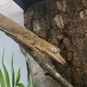 Lined Flat-Tail Gecko (Uroplatus lineatus) - The Gecko Gallery NYC