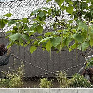 Tropical Forests- Orangutans Sophia & Kecil.