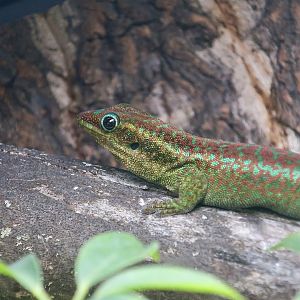 Agaléga Day Gecko (Phelsuma borbonica agalegae)  - The Gecko Gallery NYC