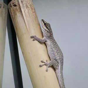 Cheke's Day Gecko (Phelsuma abbotti chekei) - The Gecko Gallery NYC