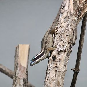 Mauritius Ornate Day Gecko (Phelsuma ornata) - The Gecko Gallery NYC