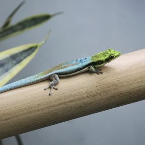 Yellow-Headed Day Gecko (Phelsuma klemmeri) - The Gecko Gallery NYC
