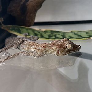 Dhofar Fan-Toed Gecko (Ptyodactylus dhofarensis) - The Gecko Gallery NYC