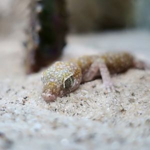 Doria's Comb-Fingered Gecko (Stenodactylus doriae) - The Gecko Gallery NYC