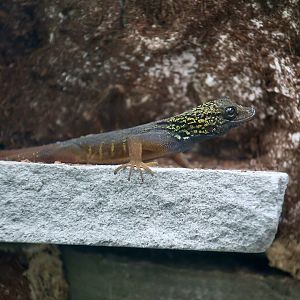 Psychedelic Rock Gecko (Cnemapsis psychedelica) - The Gecko Gallery NYC