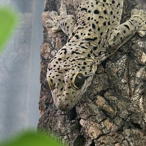 St. Martin Turnip-Tailed Gecko (Thecadactylus oskrobapreinorum) - The Gecko Gallery NYC