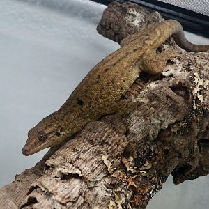 Seychelles Bronze Gecko (Ailuronyx seychellensis) - The Gecko Gallery NYC