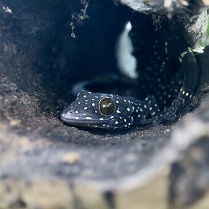 Starry Tokay Gecko (Gekko pradapdao) - The Gecko Gallery NYC