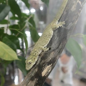 Western Chameleon Gecko (Eurydactylodes occidentalis) - The Gecko Gallery NYC