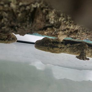 Arnold's Velvet Gecko (Homopholis arnoldi) - The Gecko Gallery NYC