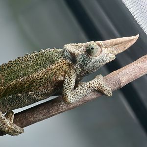 Jackson's Chameleon (Trioceros jacksonii jacksonii) male - The Gecko Gallery NYC