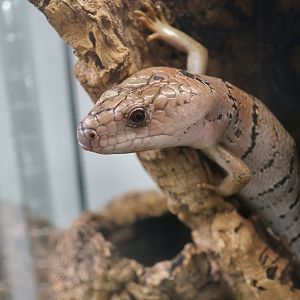 Pink-Tongued Skink (Cyclodomorphus gerrardii) - The Gecko Gallery NYC
