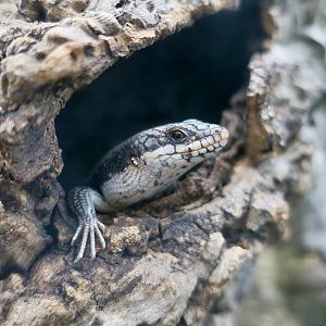 Tree-Crevice Skink (Egernia striolata) - The Gecko Gallery NYC