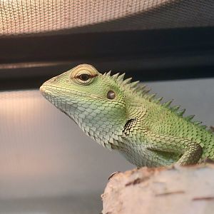 Common Green Forest Lizard (Calotes calotes) - The Gecko Gallery NYC