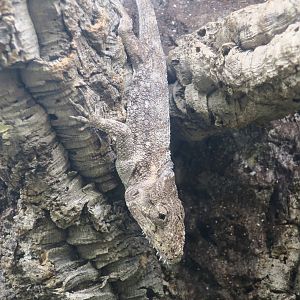 Western Bearded Anole (Anolis barbatus) - The Gecko Gallery NYC