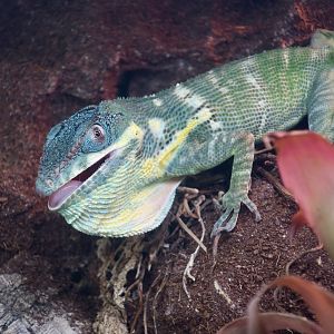 Blue Beauty Knight Anole (Anolis equestris potior) - The Gecko Gallery NYC