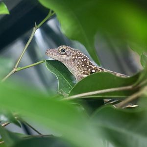 Dominica Anole (Anolis oculatus) male - The Gecko Gallery NYC