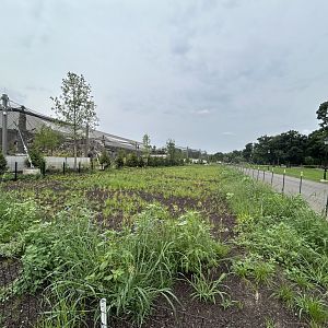 Update on the Pollinator & Rain Gardens growing behind Tropical Forests.