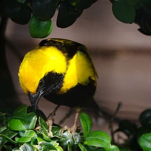 Napoleon Weaver, 26th July 2025