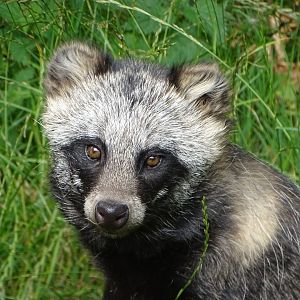 Raccoon Dog, 26th July 2025