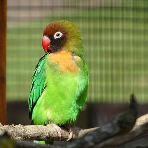 Black-cheeked Lovebird, 26th July 2025