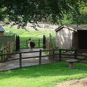 Camelids heading for night quarters, 26th July 2025