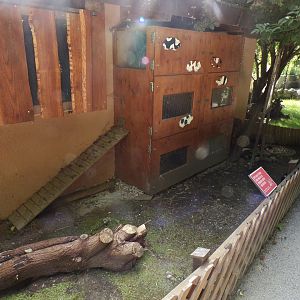 Domestic guniea pig enclosure 13.7.25