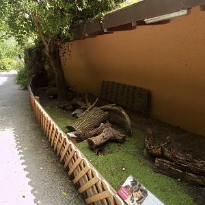 Domestic guniea pig enclosure 13.7.25