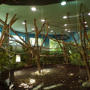 Lar gibbon indoors 13.7.25