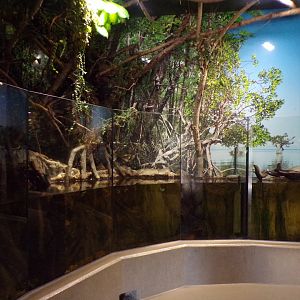 Mixed fish, reptile and Two-toed sloth exhibit 13.7.25