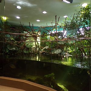 Emperor tamarin and mixed fish indoors 13.7.25