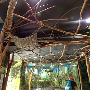 Two-toed sloth overhead climbing in Gibbon house 13.7.25