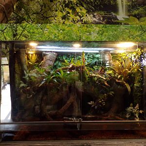 Mossy Frog (?) exhibit 13.7.25