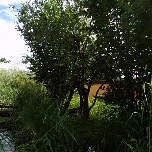 Emperor tamarin enclosure 13.7.25