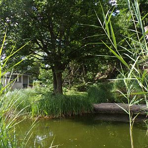 Lar gibbon enclosure 13.7.25
