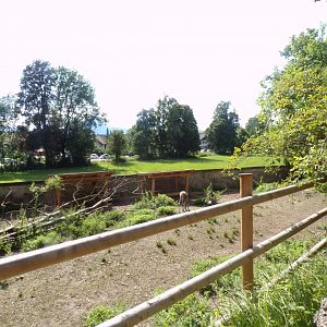 Forest reindeer enclosure 13.7.25