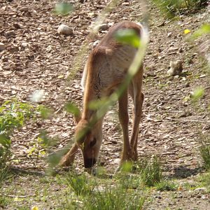 Forest reindeer youngster 13.7.25