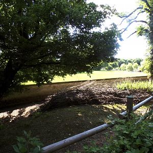 Forest reindeer enclosure 13.7.25