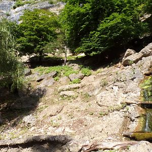 Chamois enclosure 13.7.25