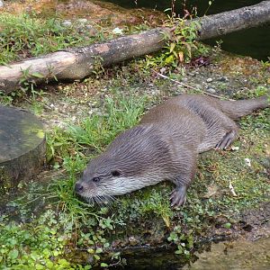 European otter 13.7.25