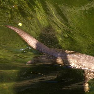 European otter swimming 13.7.25